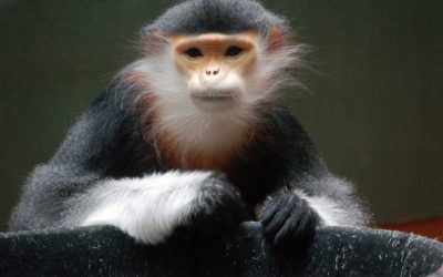 Le 100ème singe : une clé de l’évolution